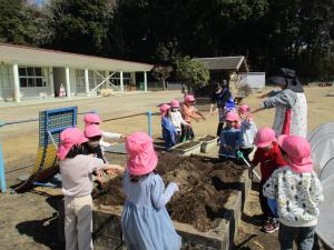 ３月１０日たねいも植え３