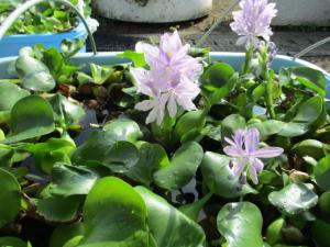 ホテアオイの花