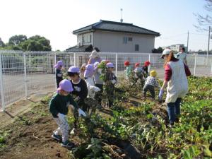 ２０２５いもほり１