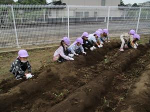 ２０２５いもほり２