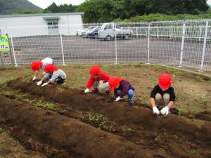 ２０２５いもほり３