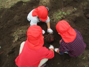 ２０２５いもほり４