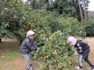 Ｒ７みかん狩り３