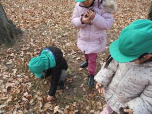 (1)まつぼっくり