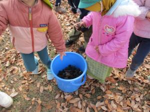 (2)まつぼっくり