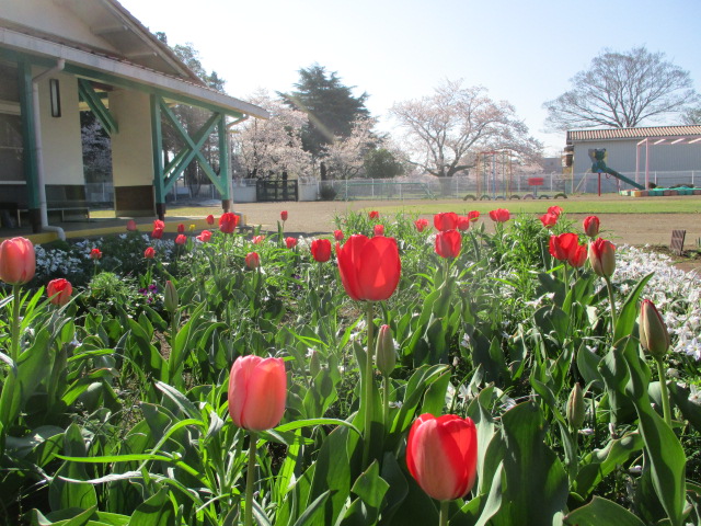 チューリップ４