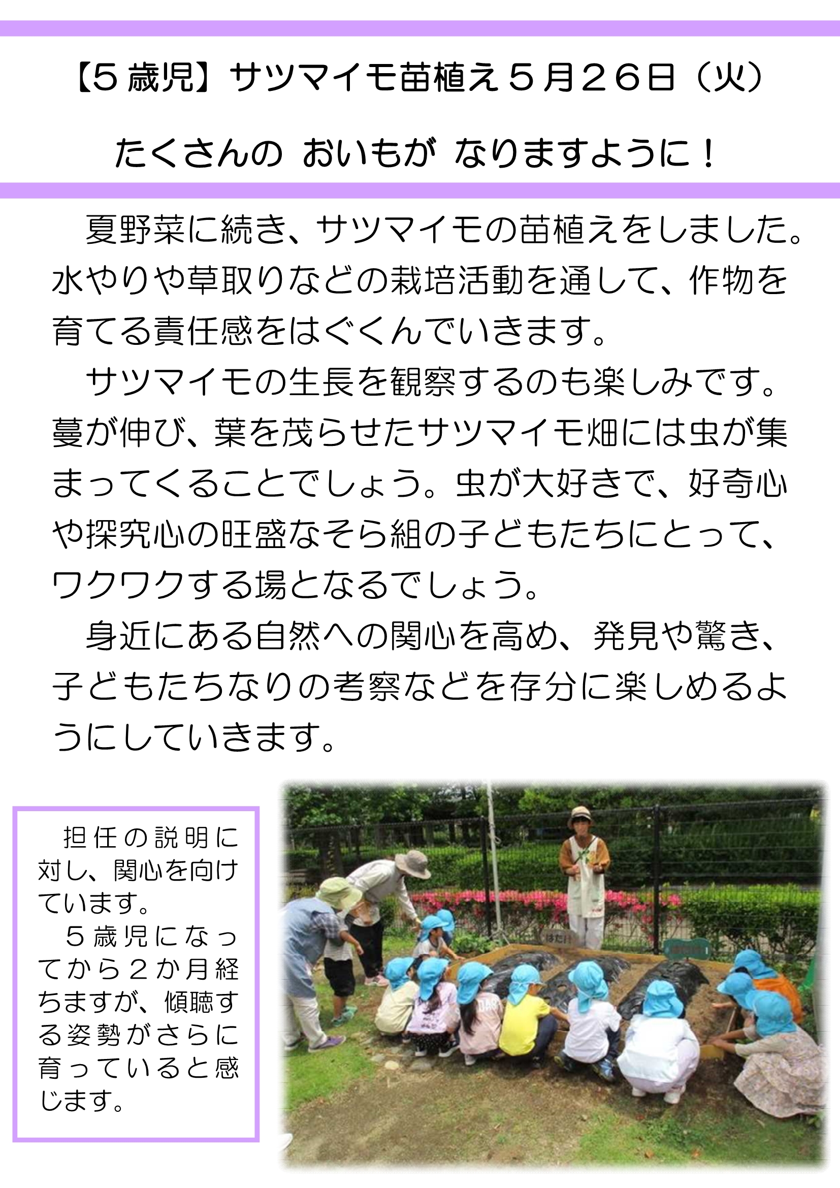 【全園児】サツマイモ苗植え_1