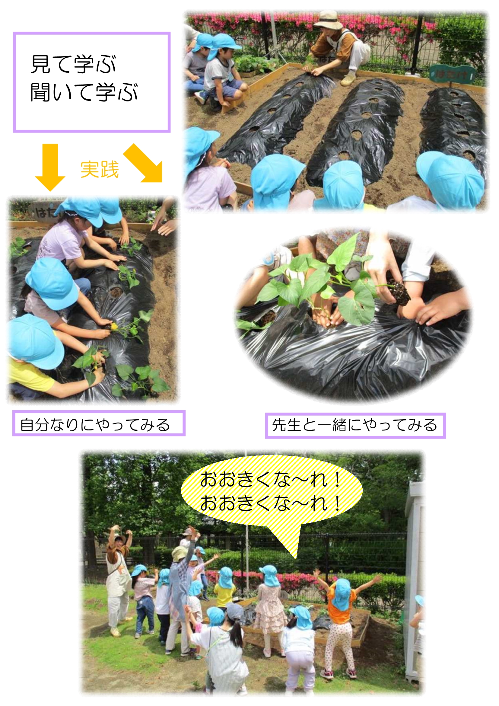 【全園児】サツマイモ苗植え_2