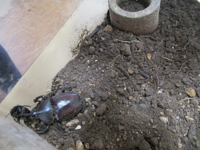 カブトムシ(1)