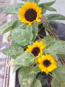 DSCF0282