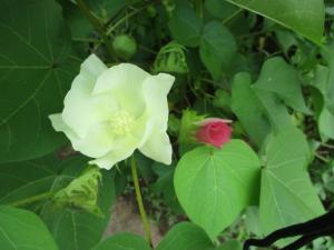 綿の花