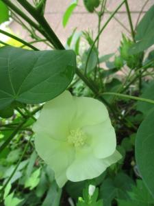 綿の花２