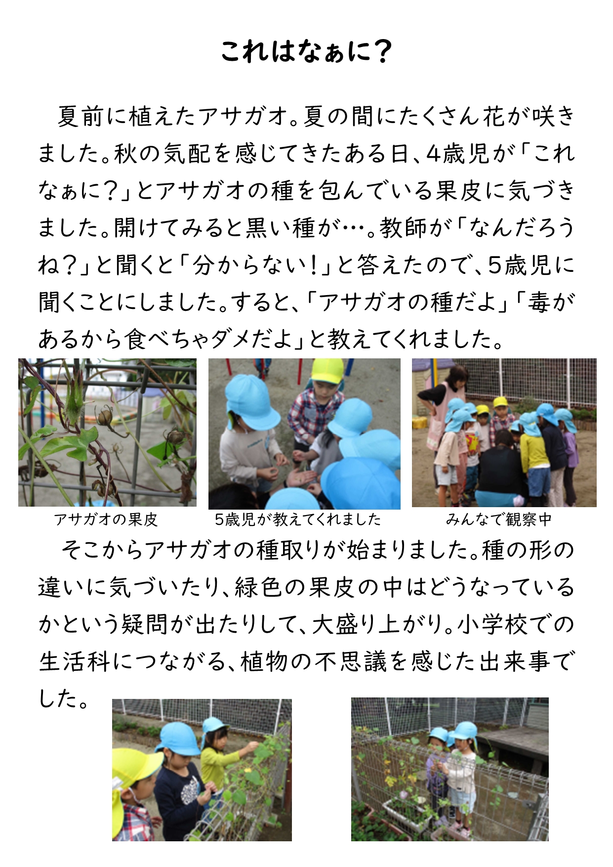 HPアサガオの種をとりました