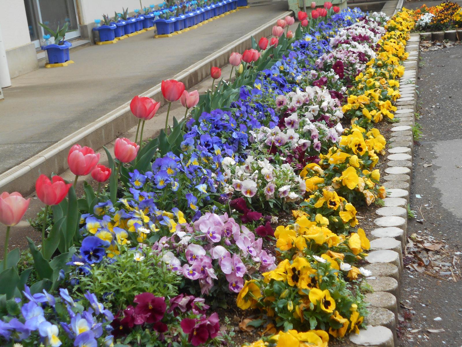 春の花壇