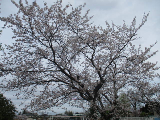 入園式桜