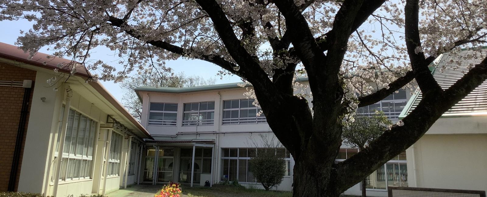 並木小学校の桜