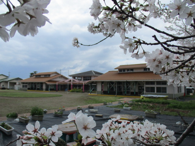 桜園