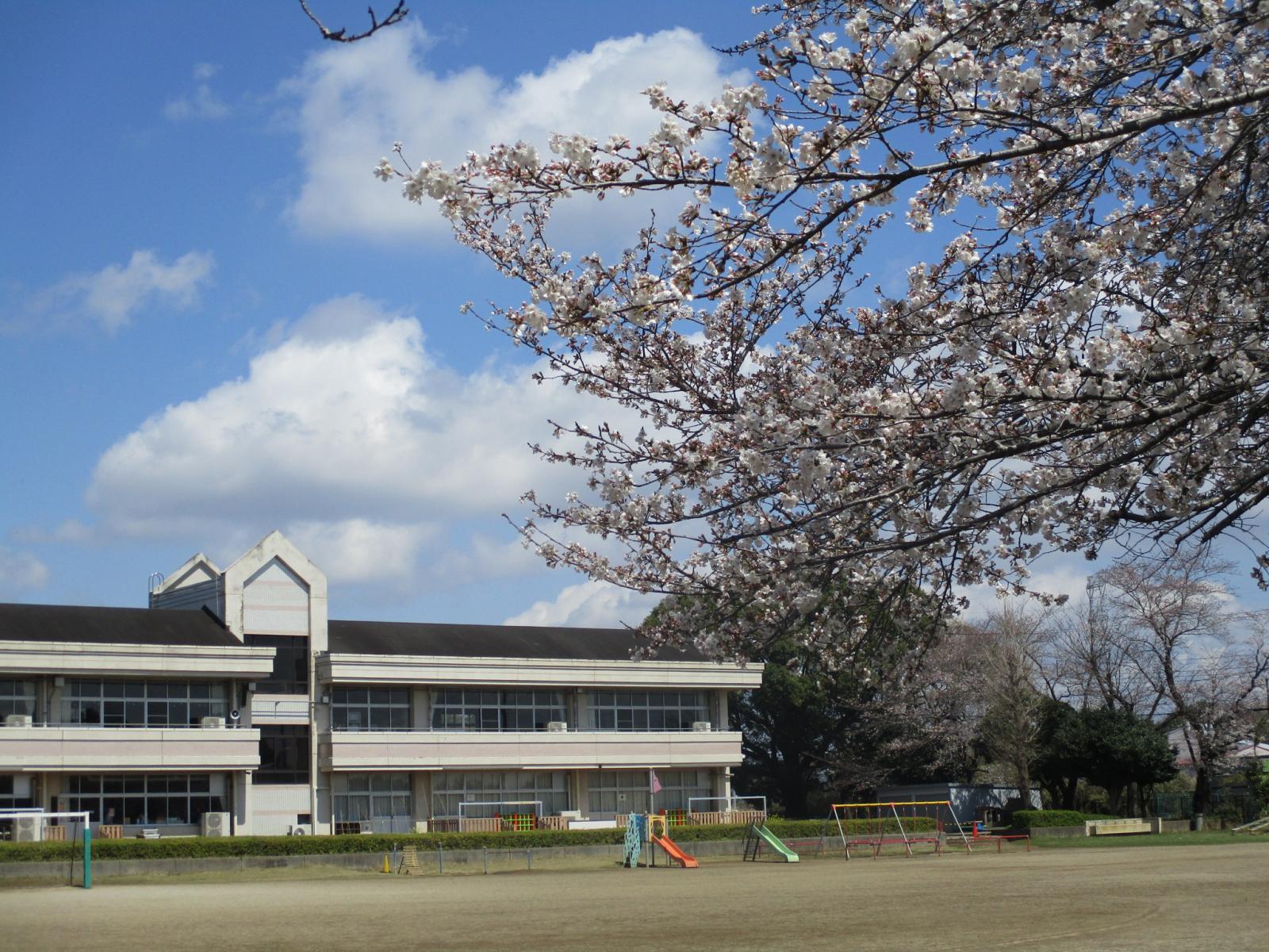 桜と園舎