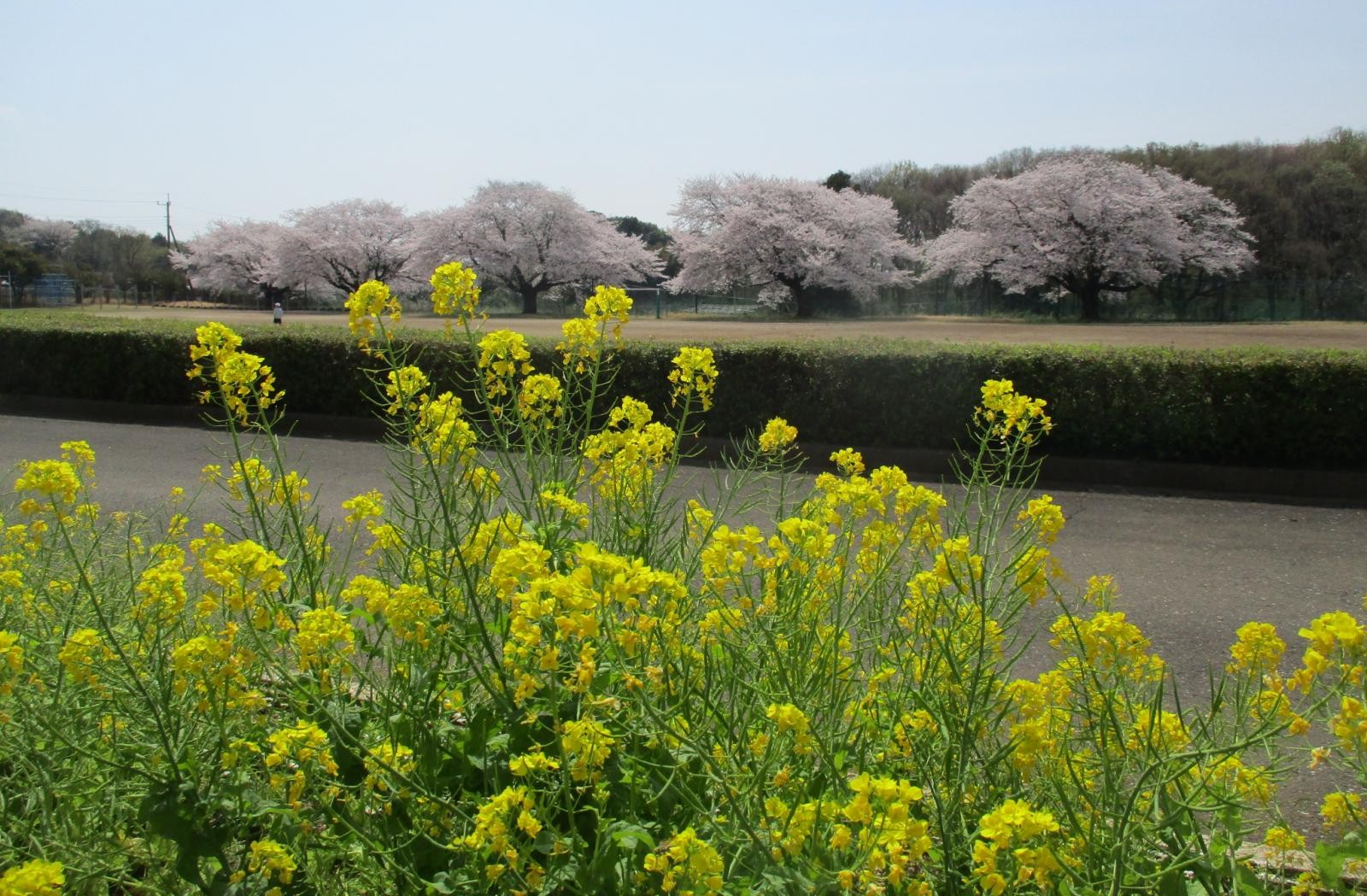 菜の花と桜