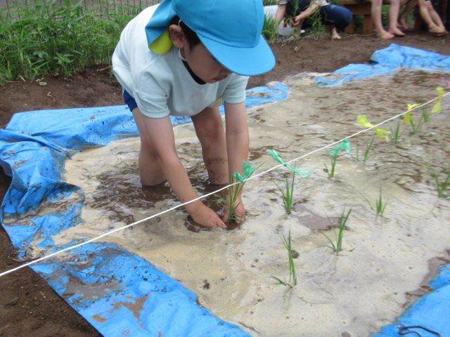 田植えしたよ！