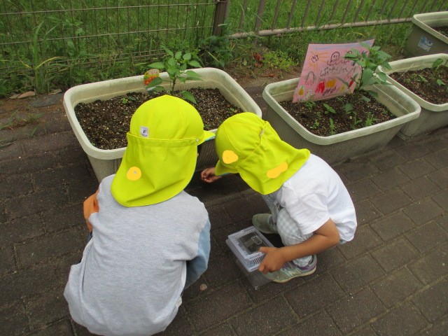 虫探し