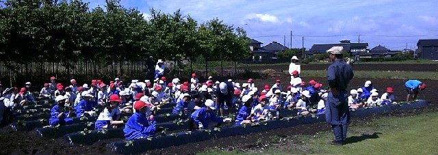 サツマイモの苗植え