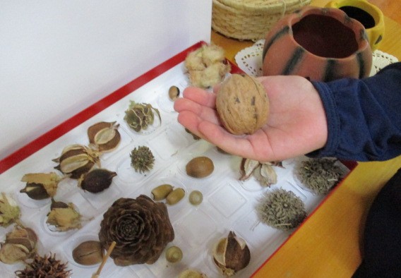木の実コレクション