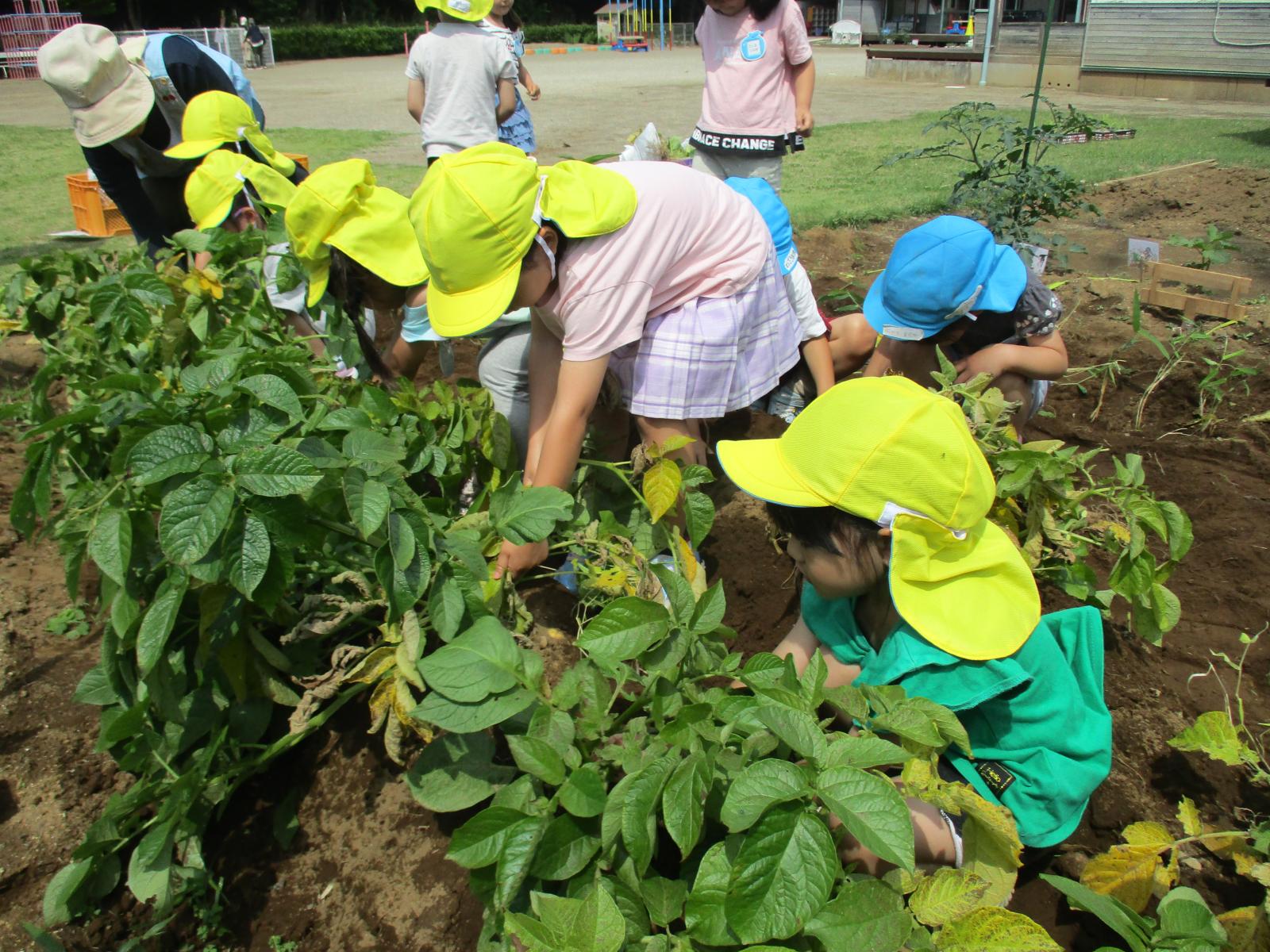 ジャガイモ掘り
