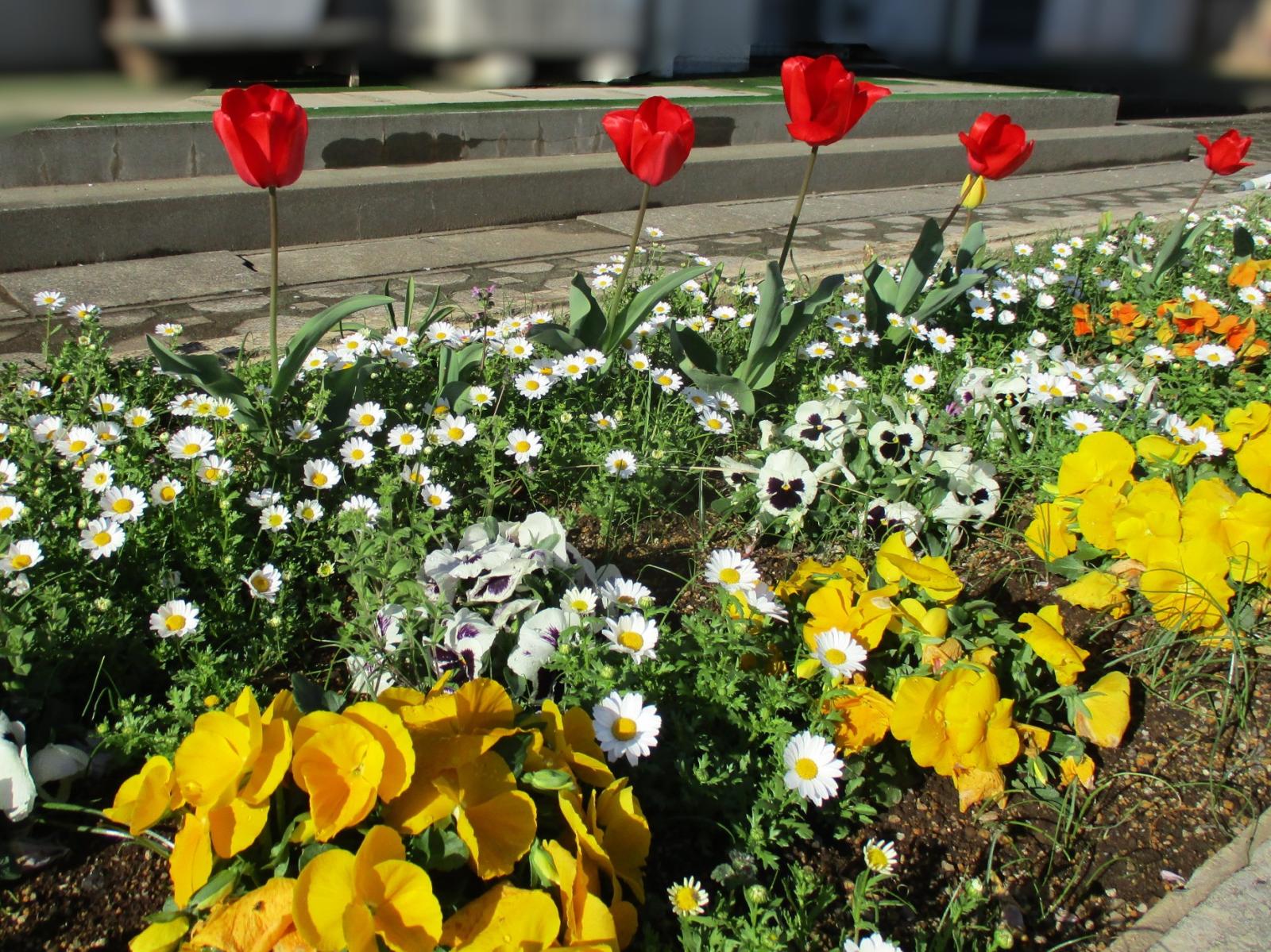 花壇のお花