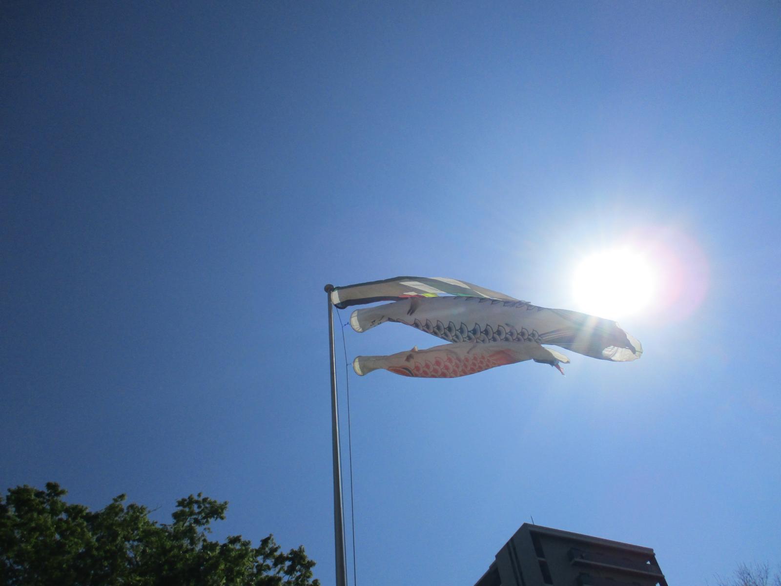 こいのぼり　5月