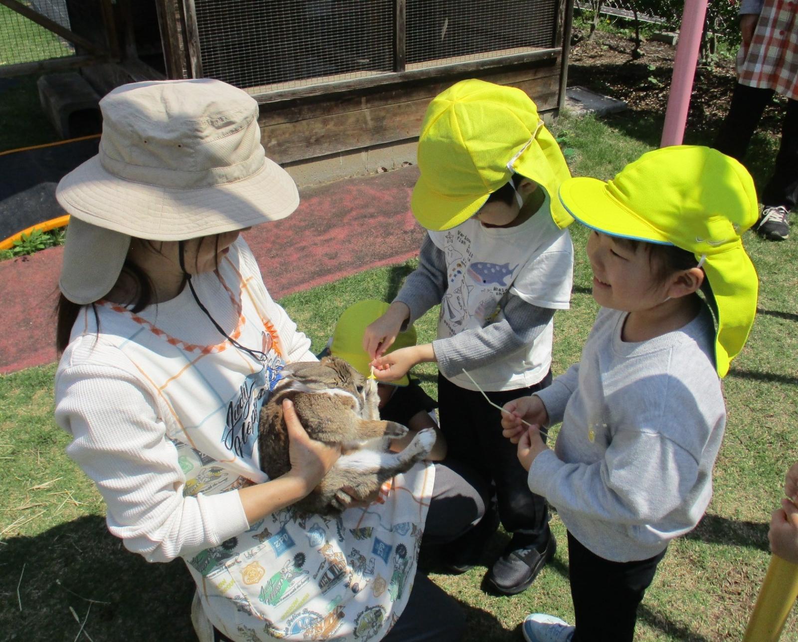 うさぎとの触れ合い