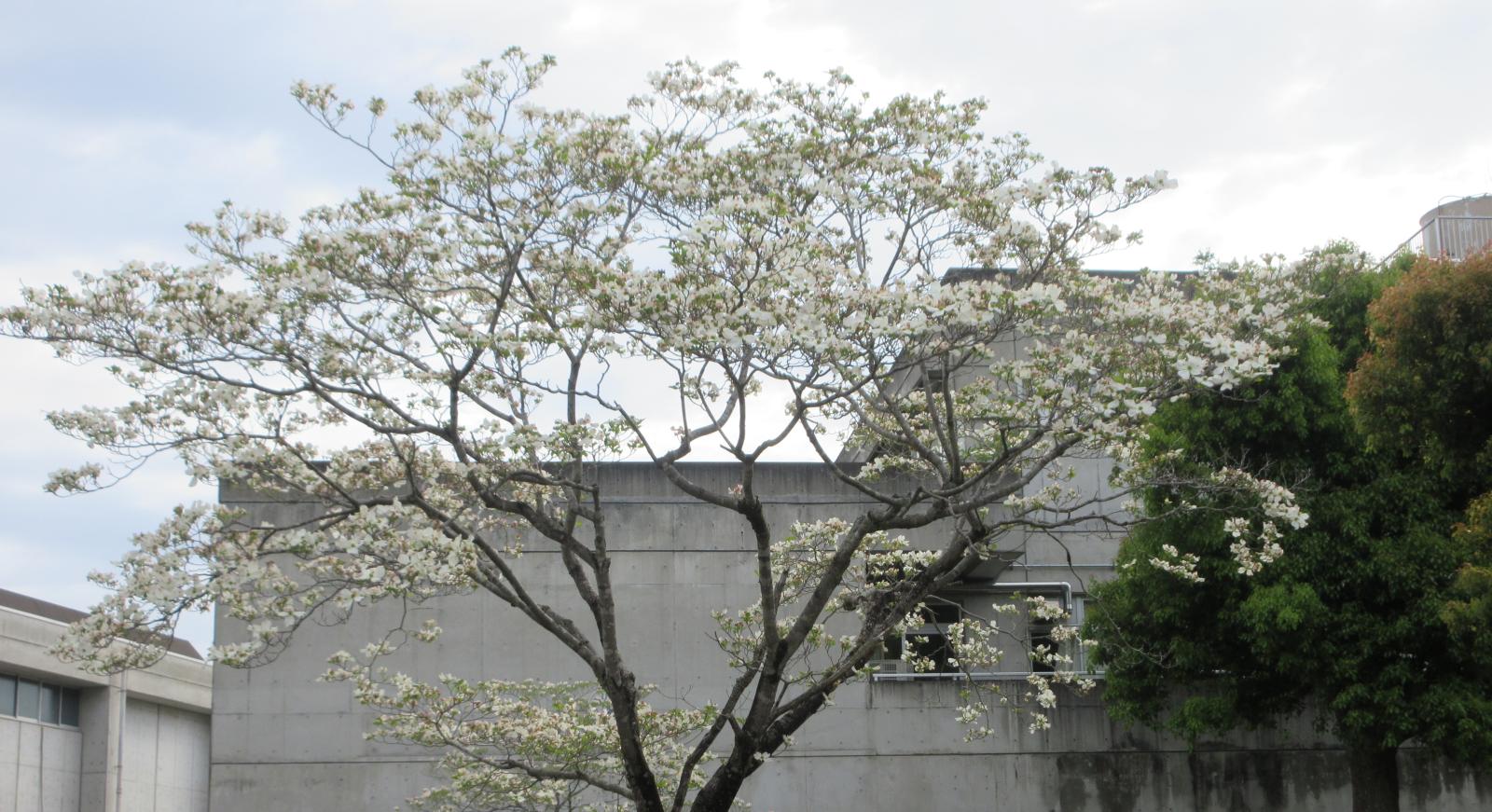 spring_hanamizuki