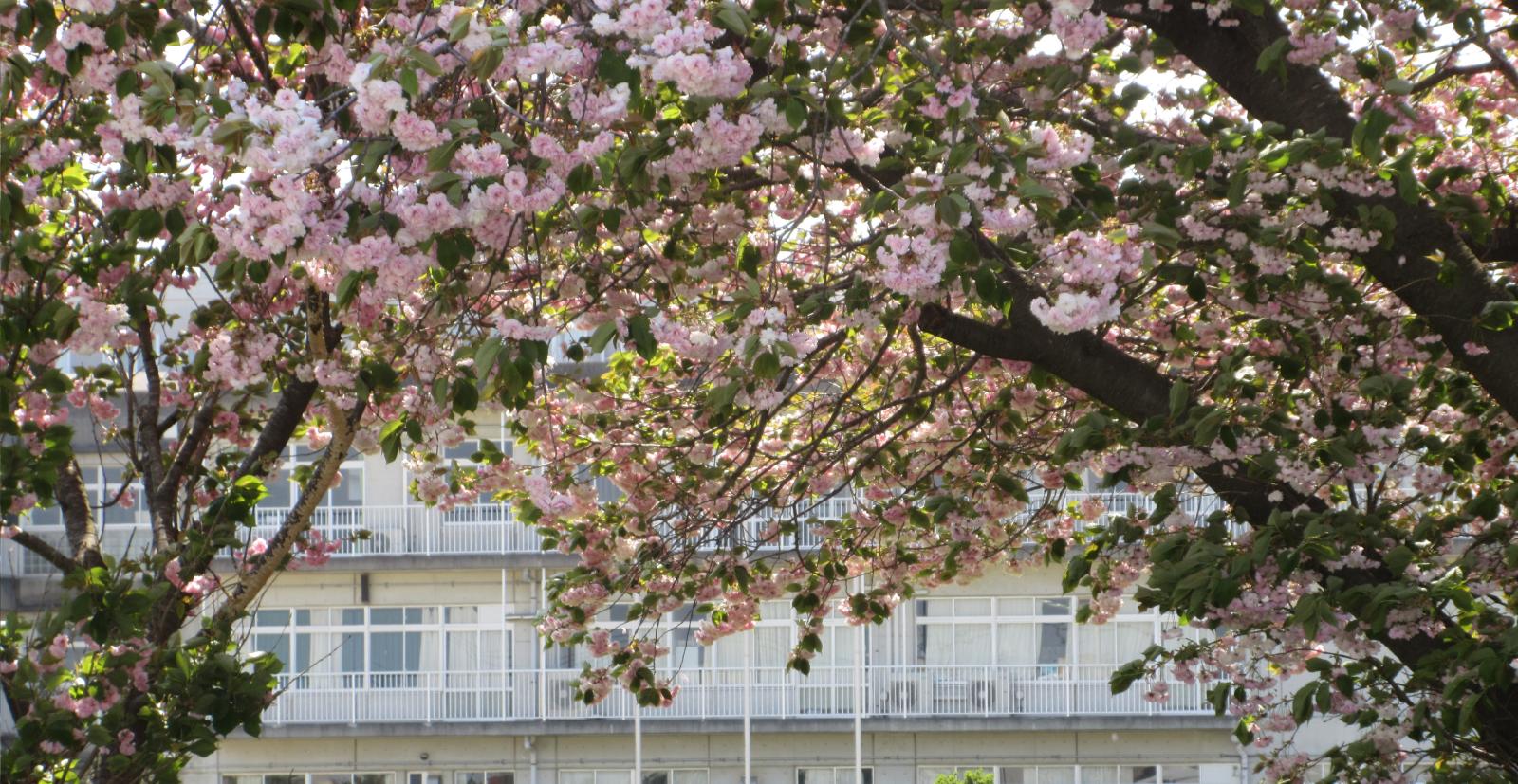 spring_cherry