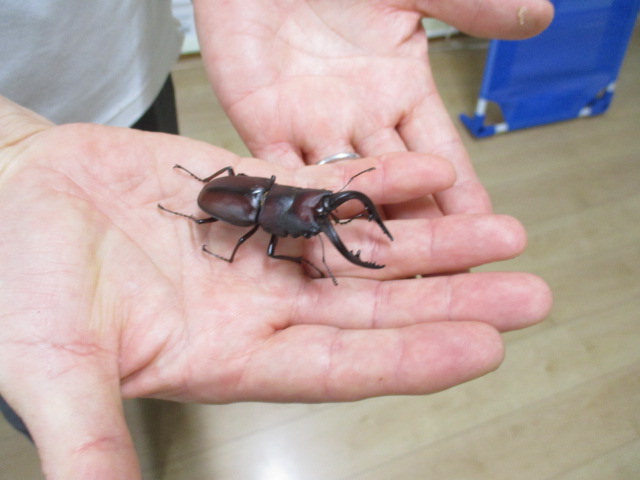 ノコギリ１