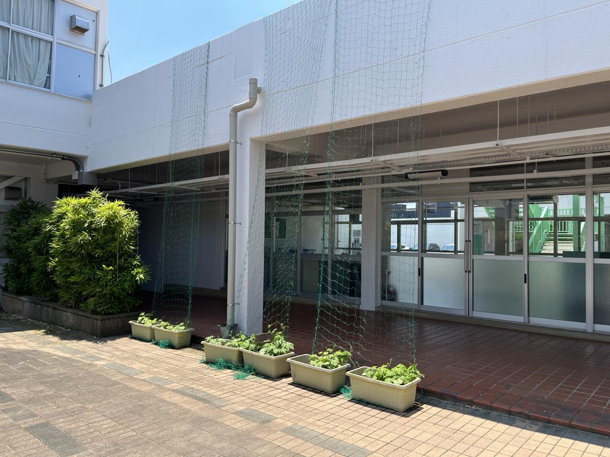 6月17日(月)ゴーヤ成長日記①