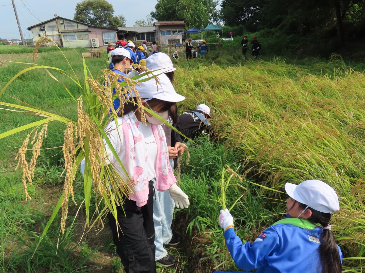 収穫の秋〜5年生 新米どっさりプロジェクト〜