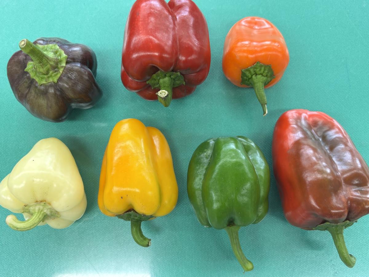 【学校より】5年生の出前授業