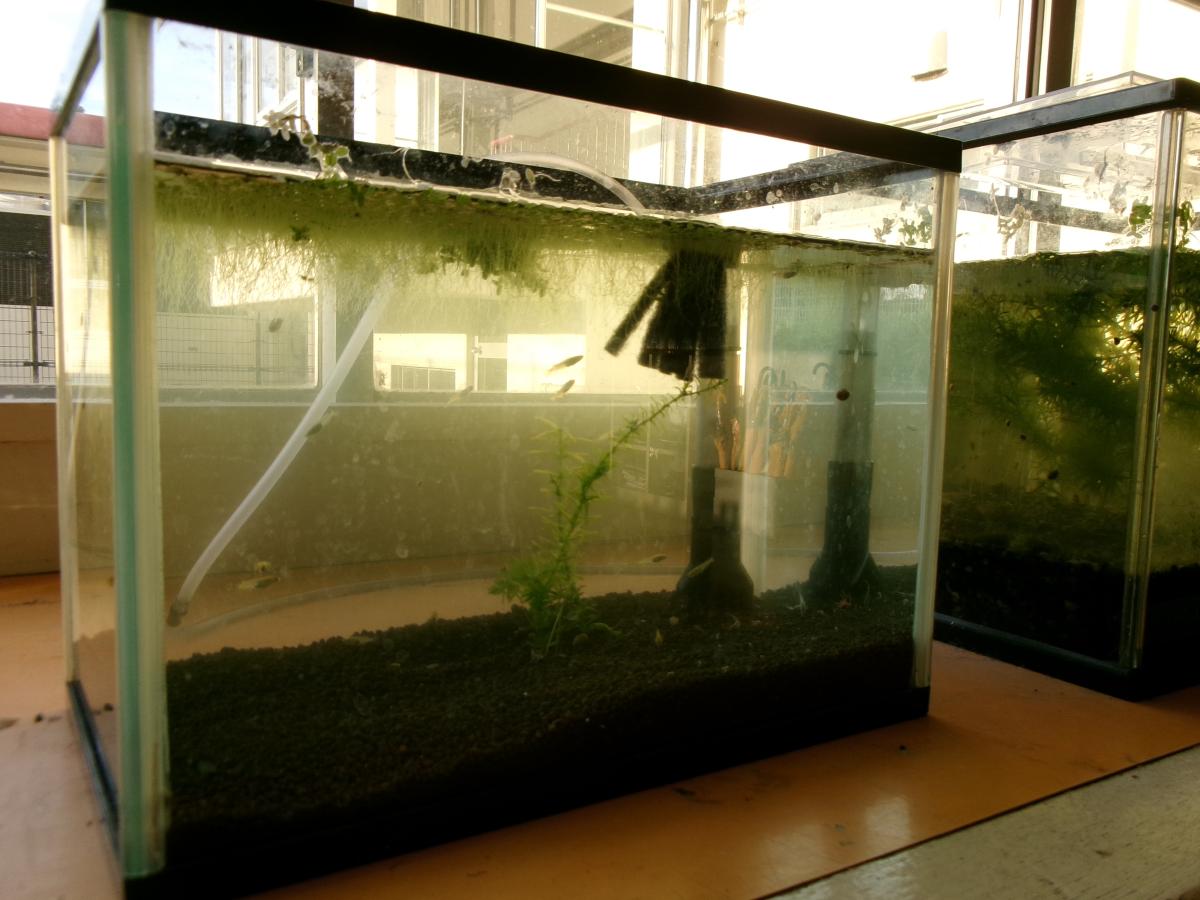 【4年生】メダカの赤ちゃんが生まれました!