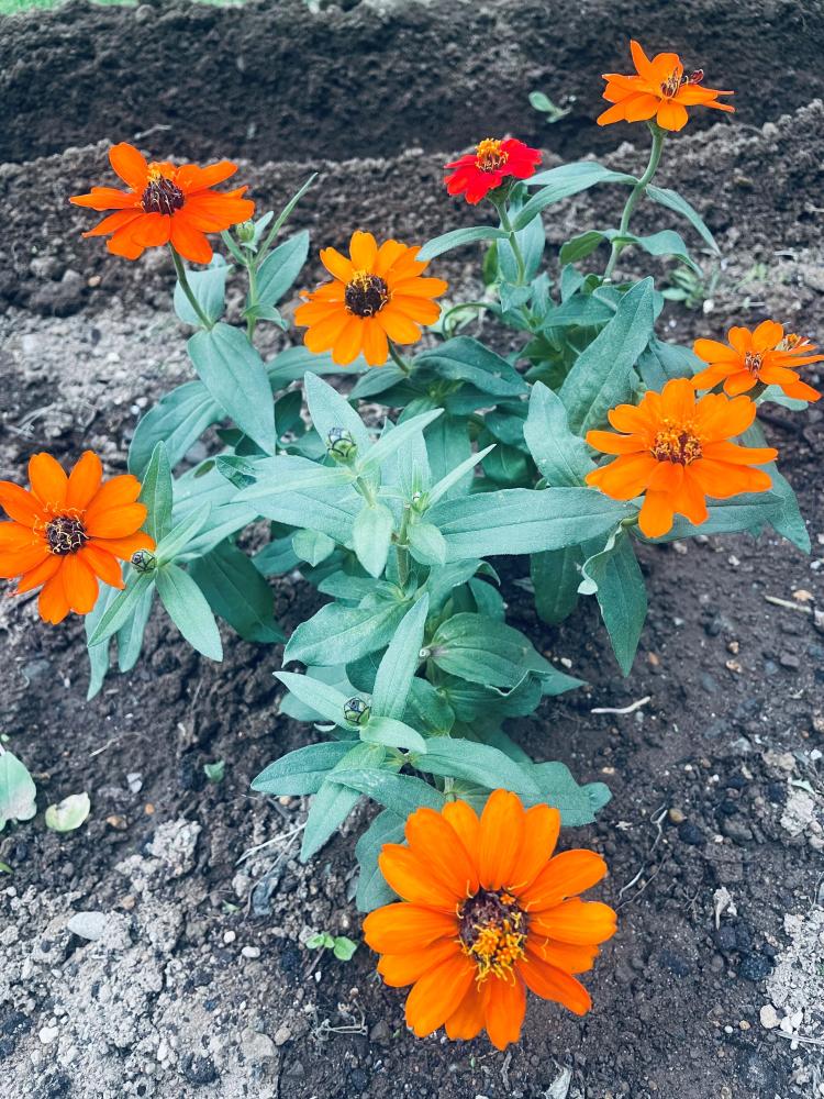 二学期が始まりました。