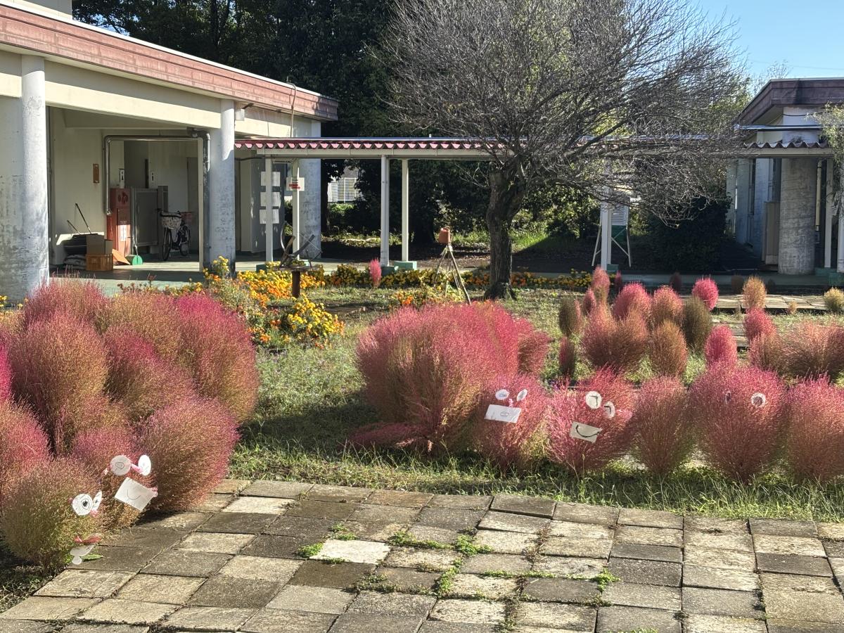 【学校より】トトロ コキアが色づいてきました