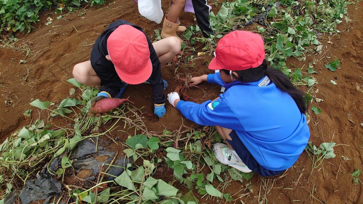 3年生 大きく育った!サツマイモほり