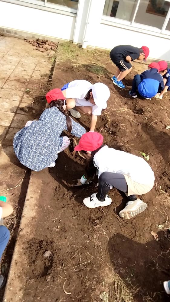 1029   さつまいも掘り〜1年生〜