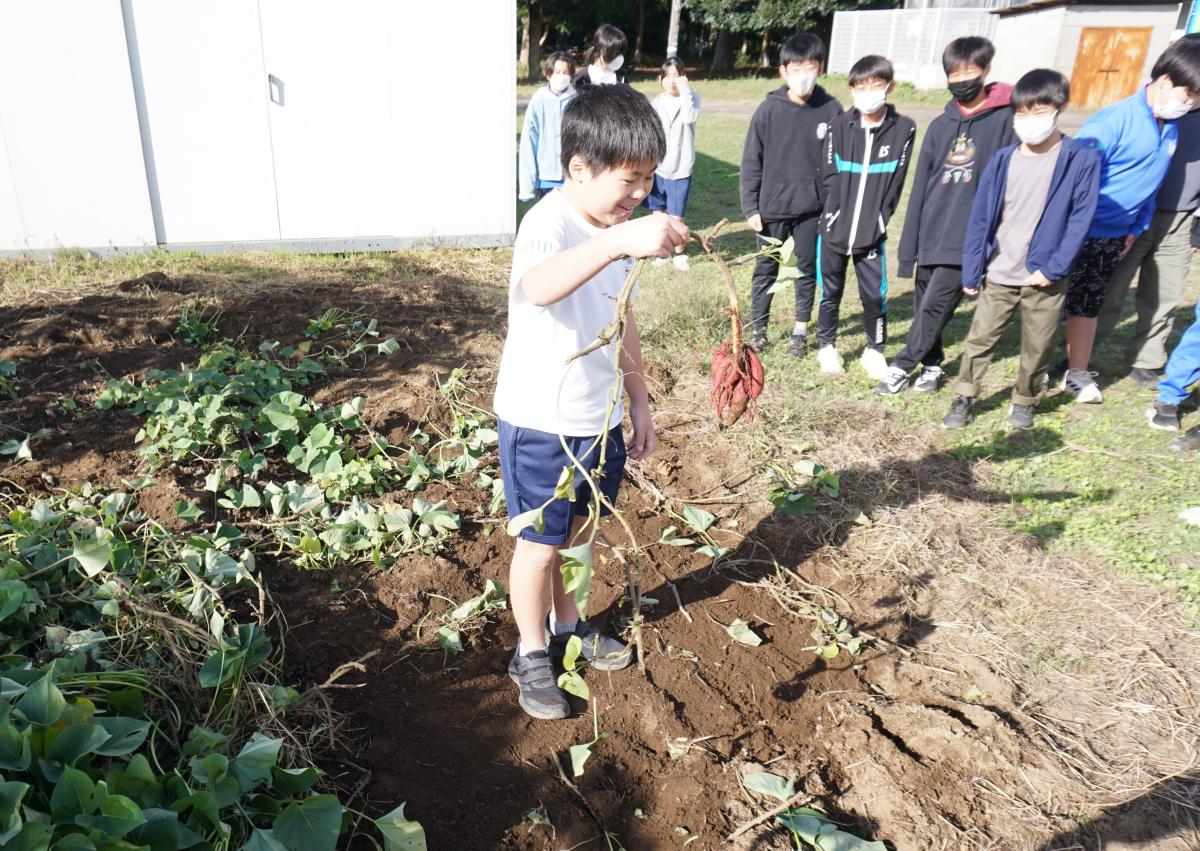 株分けした茎からもサツマイモ!