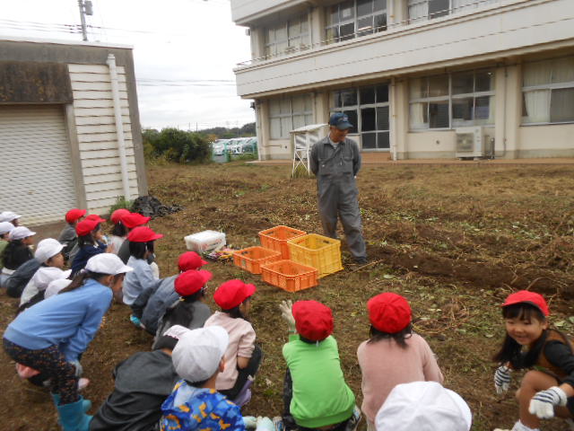 1年生がさつまいもを掘りました
