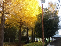 色づいたイチョウ並木の中 11月19日