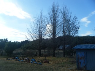 すっかり葉が落ちました