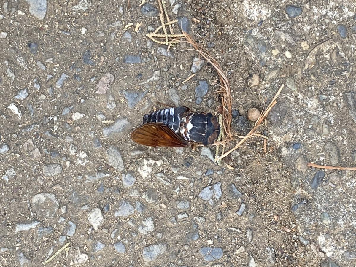 真冬に蝉が・・・