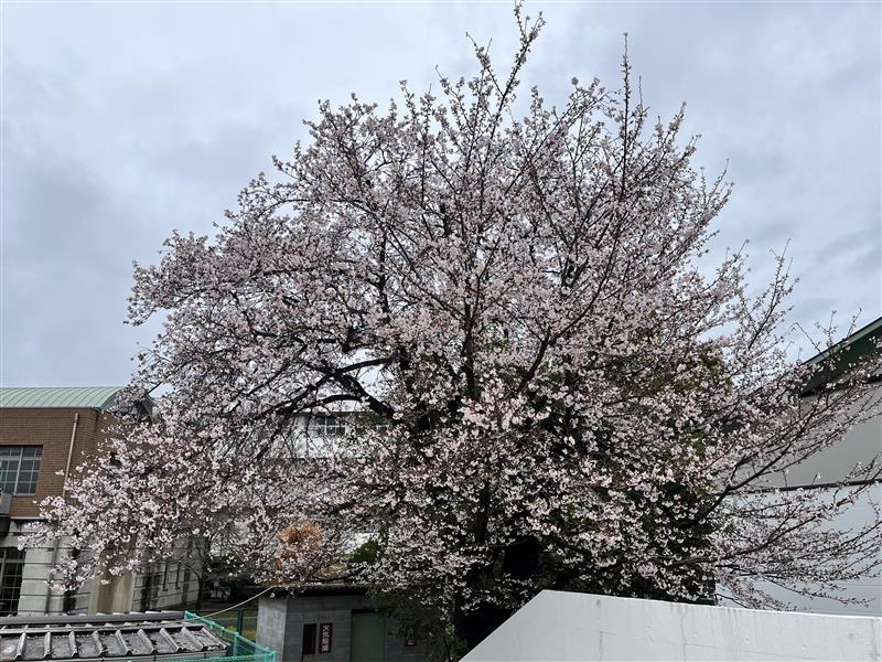4月1日(水)新年度のスタート