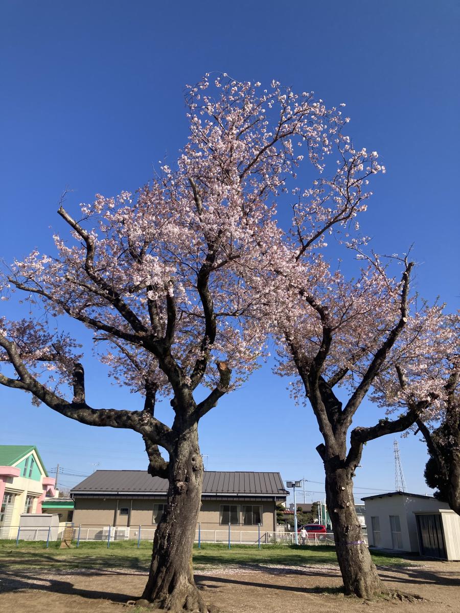 令和8年度が始まりました