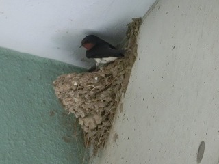 ツバメの巣作り